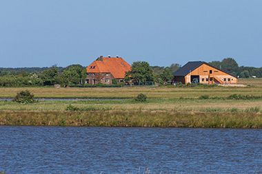 Koe - Natuur Boerderij Plassendaal